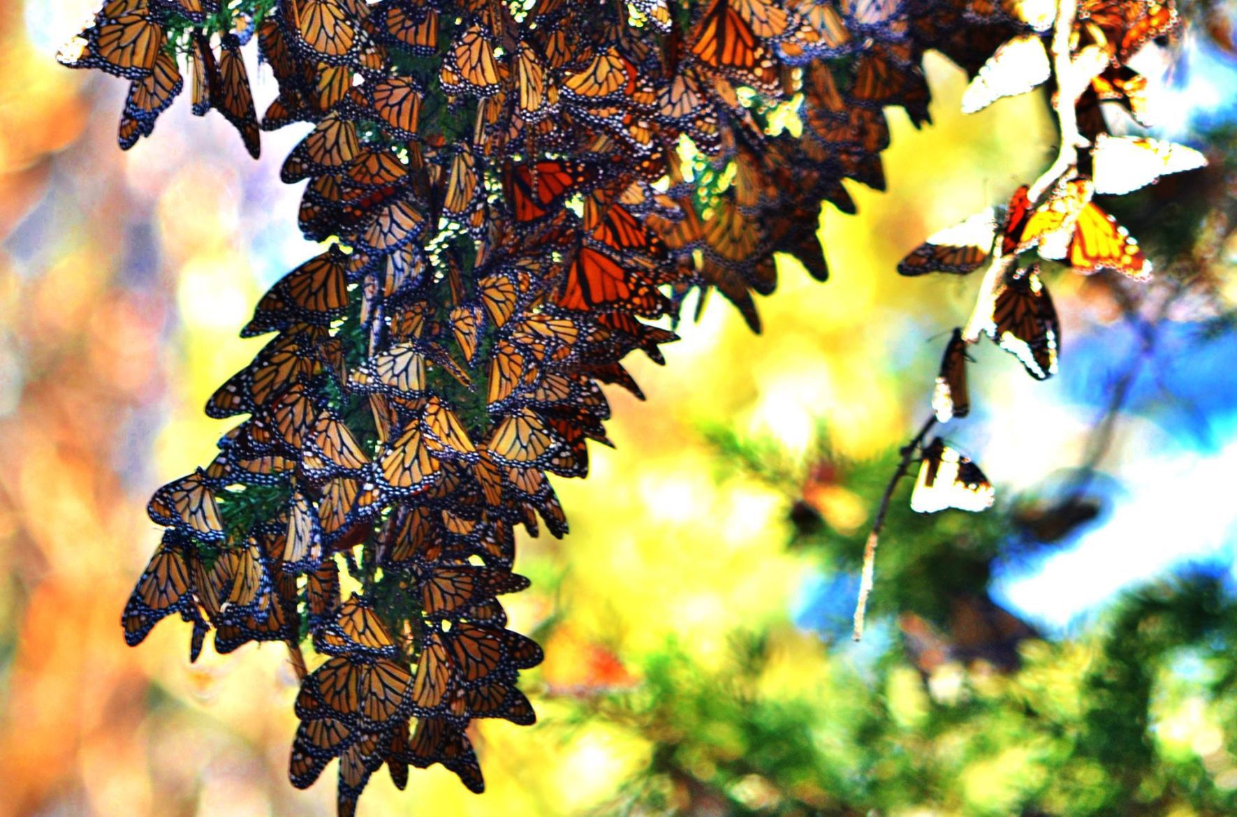 A Brush with the Butterflies